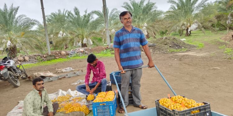 ભાવનગર જિલ્લાના બપાડા ગામના ખેડૂત શ્રી હરદેવસિંહ ગોહિલ પ્રાકૃતિક ખેતી અપનાવી અન્યો માટે બન્યાં પ્રેરણારૂપ.ખારેકની ખેતી થકી મબલક આવક મેળવી બન્યાં આત્મનિર્ભર