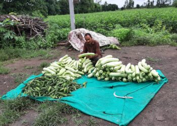 તળાજાના ટીમાણા ગામના ખેડૂત શ્રી કનુભાઈ ભટ્ટે પ્રાકૃતિક ખેતી ક્ષેત્રે અલગ કેડી કંડારી બન્યાં આત્મનિર્ભર