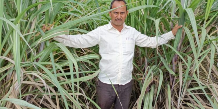 ભાવનગર જિલ્લાનાં તળાજા તાલુકાનાં ટીમાણા ગામનાં ખેડૂતે પ્રાકૃતિક કૃષિ દ્વારા શેરડી ઉગાડી કંડારી નવી કેડી