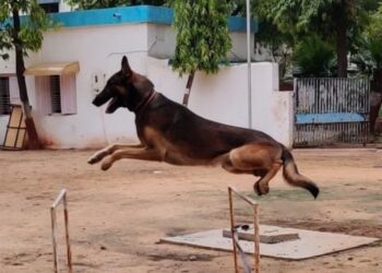 ગુજરાત પોલીસના સ્નિફર ડોગ્સની પ્રશંસનીય કામગીરી: છેલ્લા છ મહિનામાં આઠ ગુનાઓ ઉકેલવામાં મહત્વપૂર્ણ ભૂમિકા ભજવી
