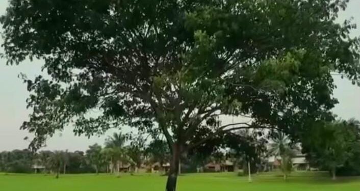 સફેદ પરિંદે : પરંપરા અને વૈભવનો સંગમ